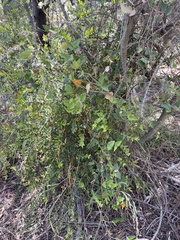 Platylobium obtusangulum