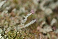 Cladonia beaumontii