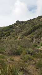 Malacothamnus davidsonii