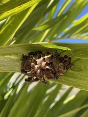 Mischocyttarus mexicanus