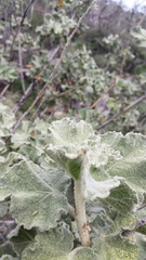 Malacothamnus davidsonii