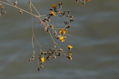 Simsia lagasceiformis