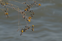 Simsia lagasceiformis