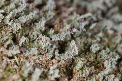 Cladonia beaumontii