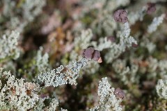 Cladonia beaumontii