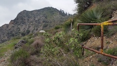 Malacothamnus davidsonii