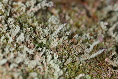 Cladonia beaumontii