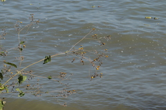 Simsia lagasceiformis