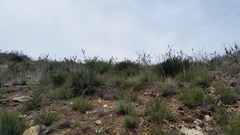 Malacothamnus davidsonii