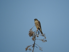 Falco columbarius