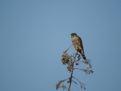 Falco columbarius