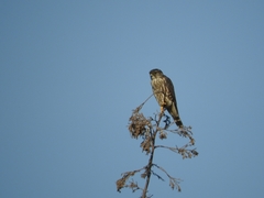 Falco columbarius