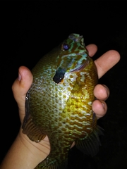 Lepomis gibbosus × macrochirus