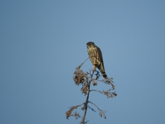 Falco columbarius