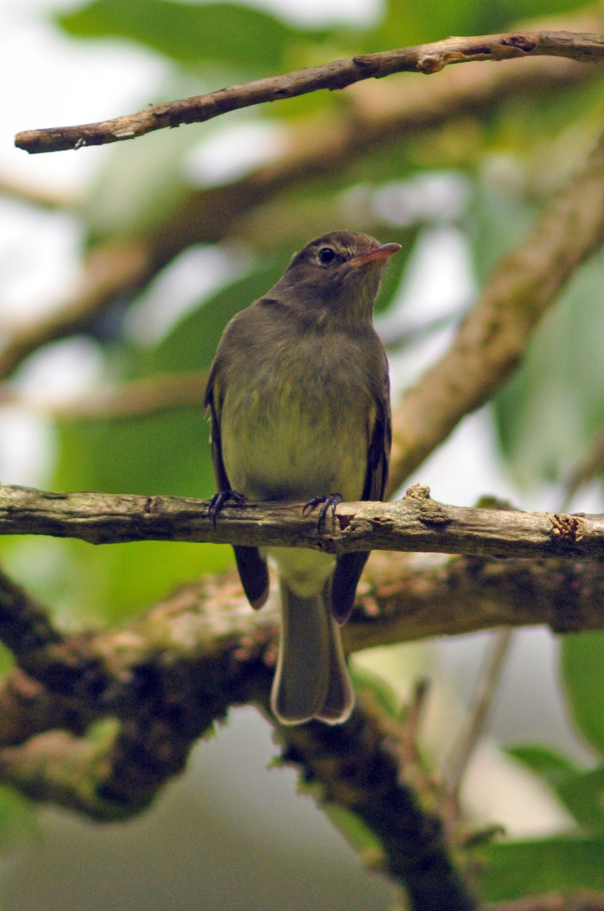 Mountain Elaenia illustration