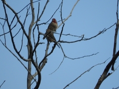 Haemorhous mexicanus