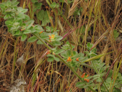 Acmispon heermannii heermannii