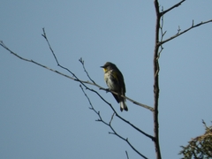 Setophaga coronata
