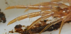 Lithobius