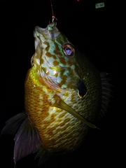 Lepomis gibbosus × macrochirus