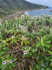Macrolearia angustifolia