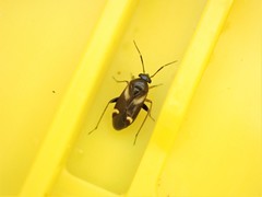 Ausejanus albisignatus