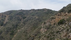 Malacothamnus davidsonii