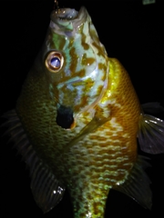 Lepomis gibbosus × macrochirus