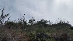 Malacothamnus davidsonii