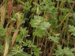 Acmispon heermannii heermannii
