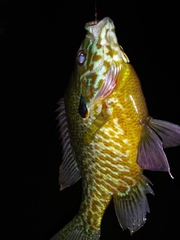 Lepomis gibbosus × macrochirus