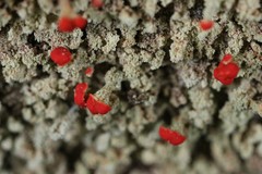 Cladonia incrassata