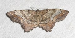 Hypagyrtis piniata