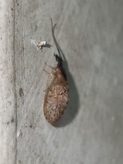 Sympherobius barberi