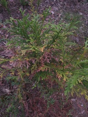 Selaginella pallescens