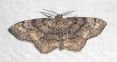 Hypagyrtis piniata