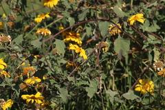 Tithonia tubaeformis