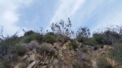 Malacothamnus davidsonii