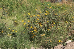 Tithonia tubaeformis