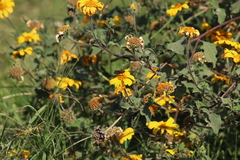 Tithonia tubaeformis