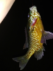 Lepomis gibbosus × macrochirus