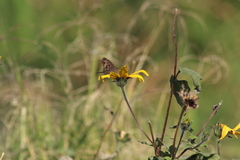 Tithonia tubaeformis