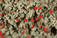 Cladonia incrassata
