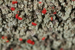 Cladonia incrassata
