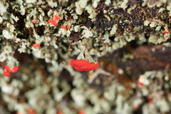 Cladonia incrassata