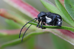 Aporocera scabrosa