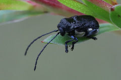 Aporocera scabrosa