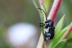 Aporocera scabrosa