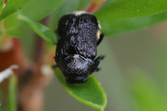 Aporocera scabrosa