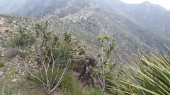 Malacothamnus davidsonii